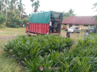 Dua Penjual Ditangkap, 1.600 Bibit Sawit Ilegal Diamankan