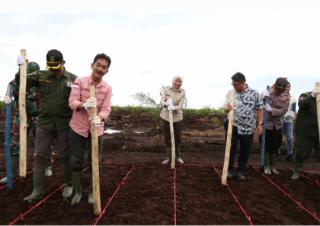 Program Tanam Jagung Tumpang Sari Lahan Sawit Berlanjut di Inhil