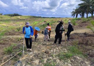 Areal Replanting PTPN IV di Sanggau Ditanami Jagung Pola Tumpang Sari
