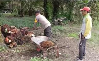 Jelang Lebaran, Harga TBS Sawit di Sumut Turun Tipis