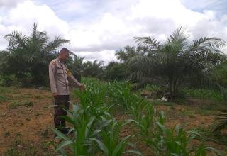 Program Tumpang Sari Jagung-Sawit di Sanggau Diganggu Belalang Hingga Kambing