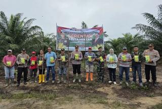 Lahan Sawit PT PR di Pangkalan Kerinci Ditanami Jagung Sistem Tumpang Sari