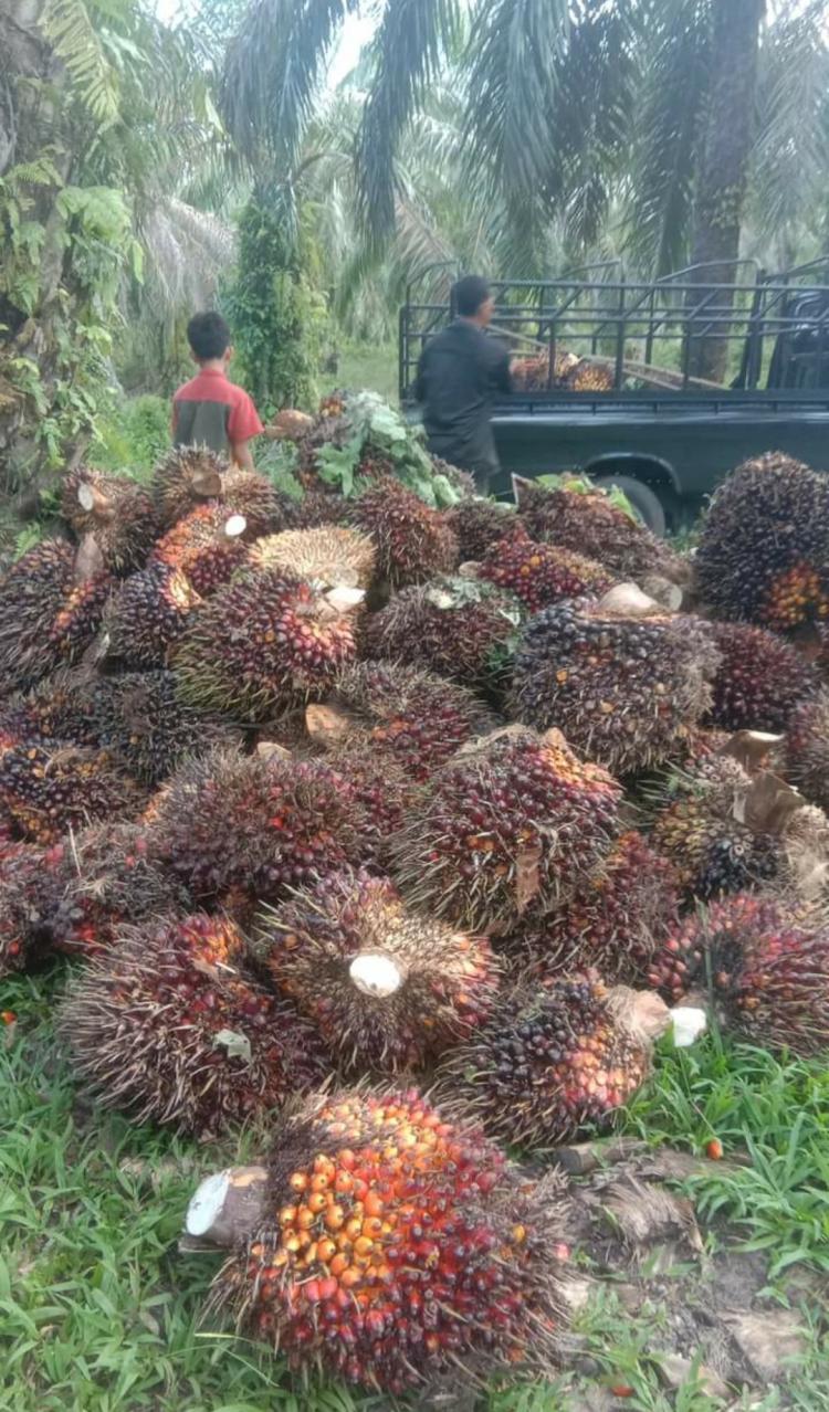 Naik Tipis, Harga TBS Sawit di Jambi Ditetapkan Rp 3.677,55/Kg