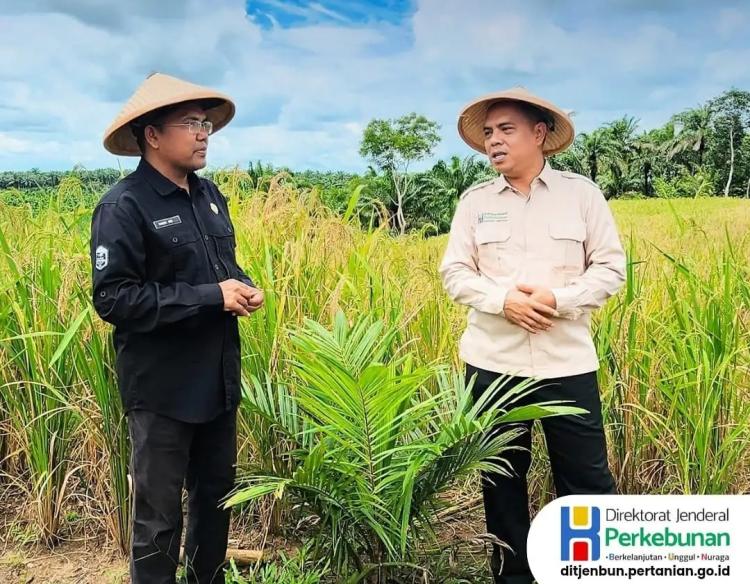 Tumpang Sari Padi Gogo dengan Sawit Jadi Sumber Pendapatan Baru Pekebun