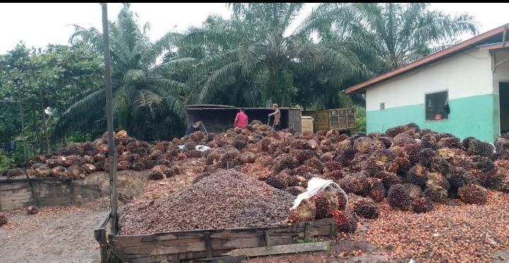 Segini Harga TBS Sawit Sumsel Periode I April 2025