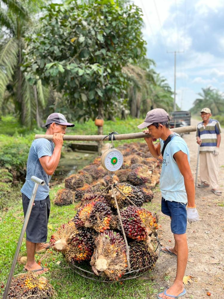 Usai Lebaran, Harga TBS Sawit di Sumut Turun Tipis