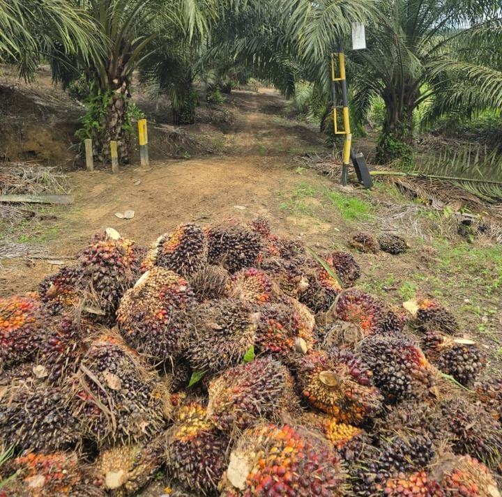 Produksi Stabil, Harga TBS Sawit di Jambi Turun
