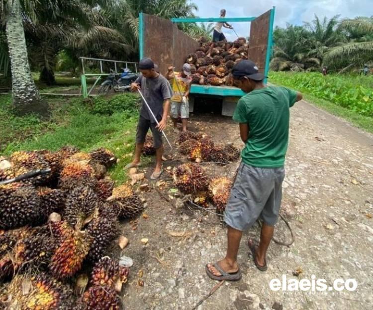 Harga Sawit di Sumbar Tertinggi Secara Nasional, Sulsel Terbawah