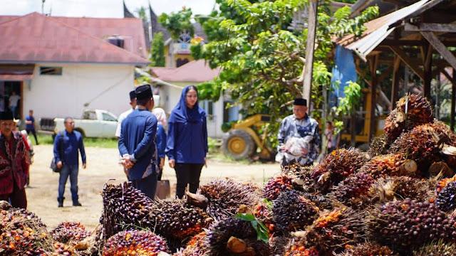 Petani Sawit Protes Potongan Timbangan di PKS, Bupati Dharmasraya Instruksikan ini