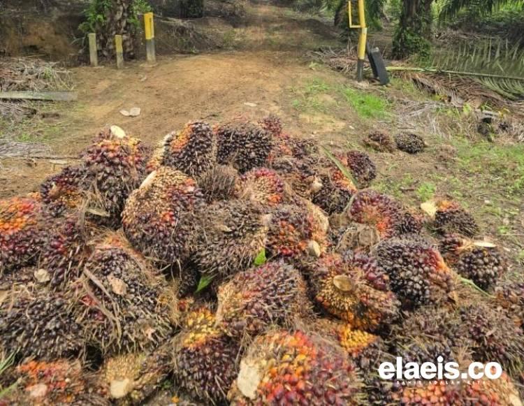 Periode Kedua April 2025, Harga Sawit di Kalbar Turun