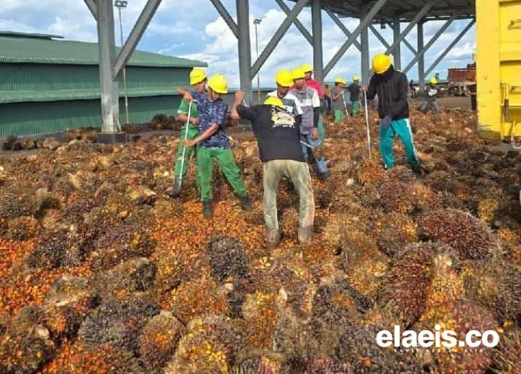 Harga Sawit di Jambi Melemah, Sepekan Mendatang Dibeli Rp3.541,88/kg