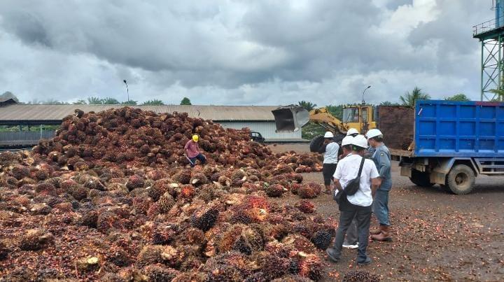 Harga TBS Rendah, Tim Satgas Pengawasan di Bengkulu Sidak Pabrik Kelapa Sawit