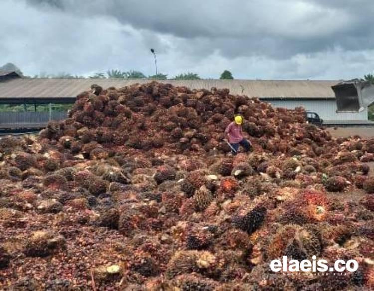 Harga Sawit di Sumsel Turun, Kini Dibandrol Rp3.619,94/kg
