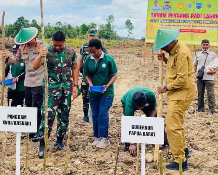 Lahan Peremajaan Sawit di Manokwari Ditanami Padi Gogo