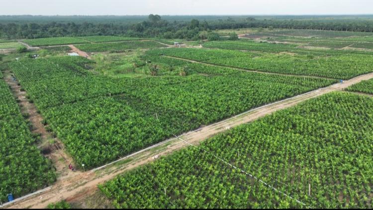 Akselerasi PSR, PTPN IV Regional III Siapkan 800 Ribu Bibit Sawit Unggul Bersertifikat 