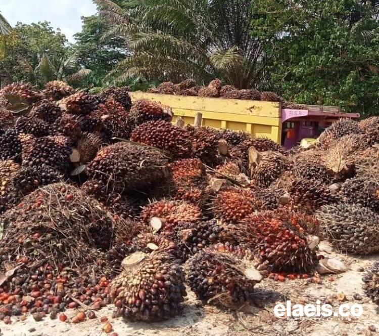 Naik Tipis, Harga TBS Sawit Petani Plasma di Riau Rp3.635,82/kg