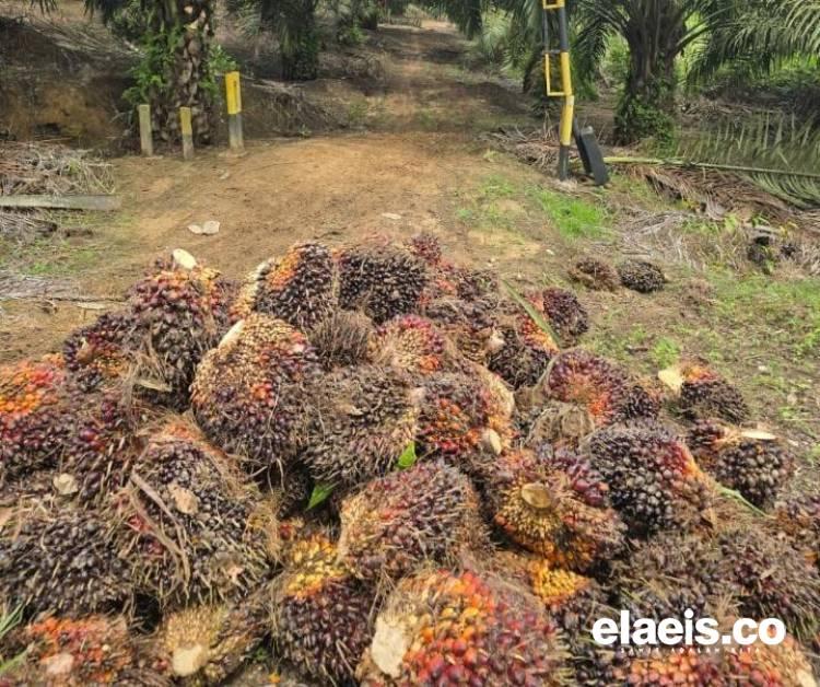 Sepanjang April, Harga Sawit di Sulteng Rp3.144,18/kg