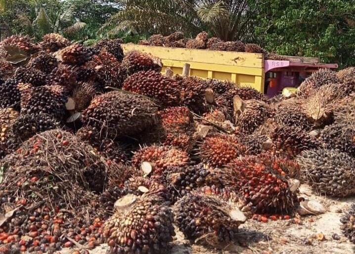 Di Sumut, Harga Sawit di Kabupaten Madina Tertinggi Rp3.960/kg