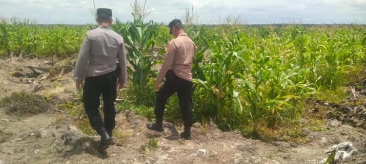 Tanaman Jagung Pola Tumpang Sari di Lahan Sawit PT PSA Terus Dipantau