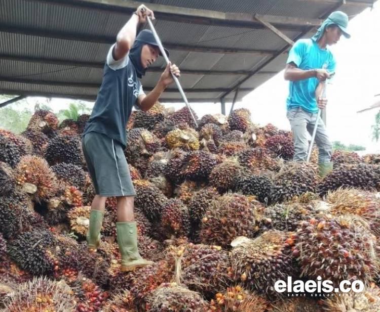 Bah! Harga Sawit di Sumut Anjlok Pekan  Ini Jadi Rp3.597,71/kg