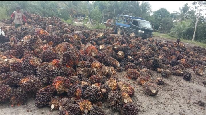 Harga Sawit di Jambi Terus Merosot, Petani Lesu! 