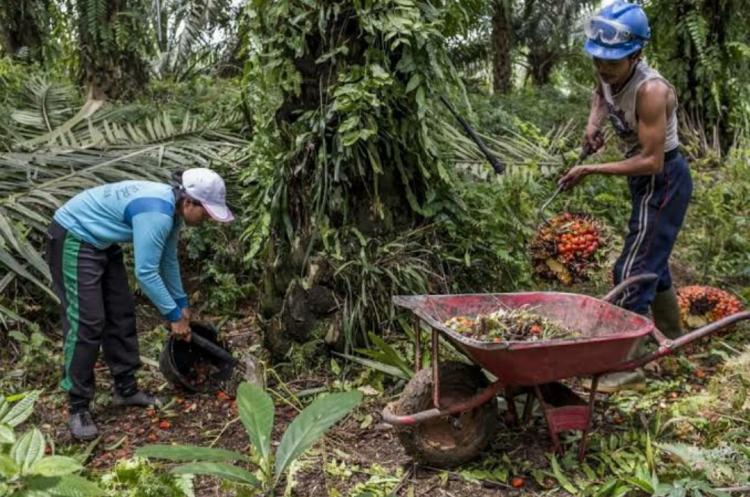 Komnas HAM Terima Banyak Pengaduan Terkait Dampak Perkebunan Sawit di Kalbar