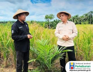 Tumpang Sari Padi Gogo dengan Sawit Jadi Sumber Pendapatan Baru Pekebun