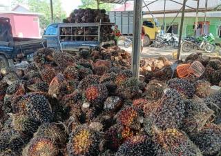 Turun Tipis, Sumbar Masih Rajai Harga TBS Sawit Nasional