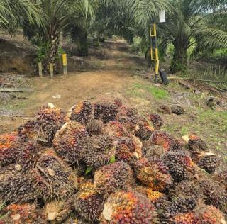Produksi Stabil, Harga TBS Sawit di Jambi Turun
