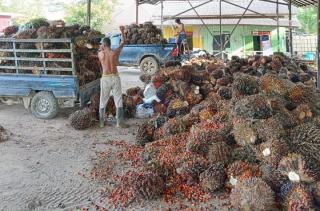 Harga TBS Sawit di Kalteng Naik Jadi Rp 3.551,80/Kg