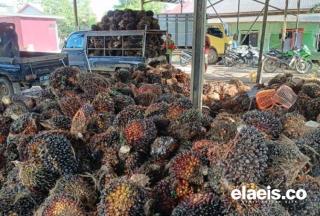 Rendemen CPO di Kalteng Tertinggi 22,15%