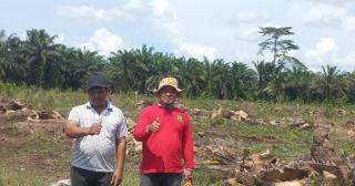 154 Hektar Kebun Sawit Poktan Segoromas di Bengkalis Mulai Diremajakan