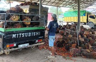 Harga Kelapa Sawit Plasma di Riau Turun, Pekan Ini Rp3.624,76/Kg