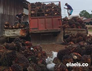 Harga TBS Sawit Petani Swadaya di Kabupaten/Kota Sumut Rata-rata Rp2.750 - Rp2.950/kg