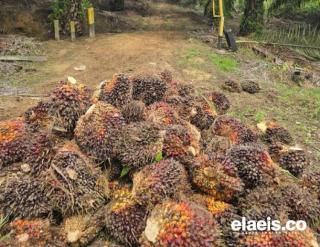 Periode Kedua April 2025, Harga Sawit di Kalbar Turun