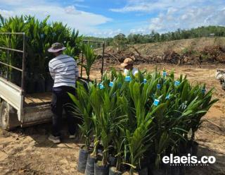 Gubernur Sulteng Programkan Bibit Sawit Gratis, Aspek-PIR: Dukungan Ini yang Ditunggu