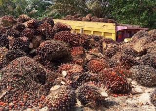 Di Sumut, Harga Sawit di Kabupaten Madina Tertinggi Rp3.960/kg