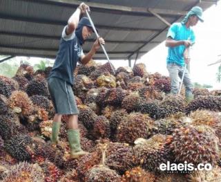 Bah! Harga Sawit di Sumut Anjlok Pekan Ini Jadi Rp3.597,71/kg