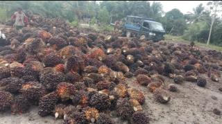 Harga Sawit di Jambi Terus Merosot, Petani Lesu! 