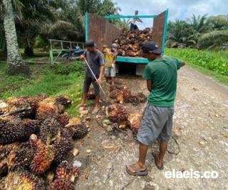 Harga Sawit di Sumbar Turun Lagi Jadi Rp3.630,17/kg
