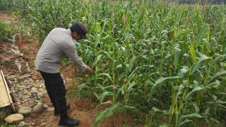 Perkembangan Tanaman Jagung Pola Tumpang Sari di Lahan PT SMS Terus Dipantau