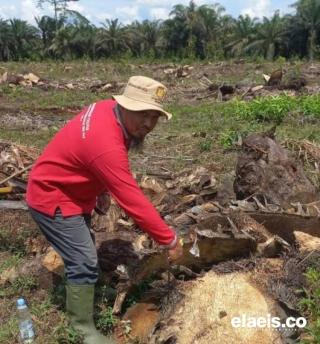 Target Replanting Sawit di Pasbar Tahun Ini 1.000 Hektar, Semoga Tercapai!