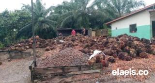 Harga Kelapa Sawit Mitra Swadaya di Riau Juga Merosot Minggu Ini