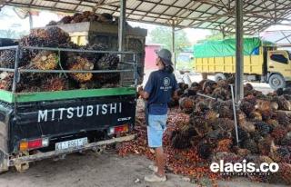 Naik Tipis, Harga Kelapa Sawit di Jambi Rp3.545,69/kg