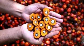 Produk Sawit dan Kayu Lapis Dominasi Ekspor Kaltim ke AS