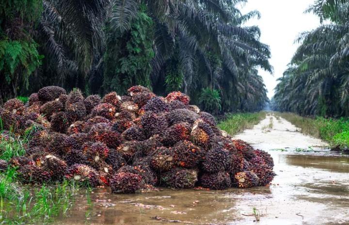 Masih Anjlok, Harga Kelapa Sawit di Sumut Dibandrol Rp3.560,95/kg