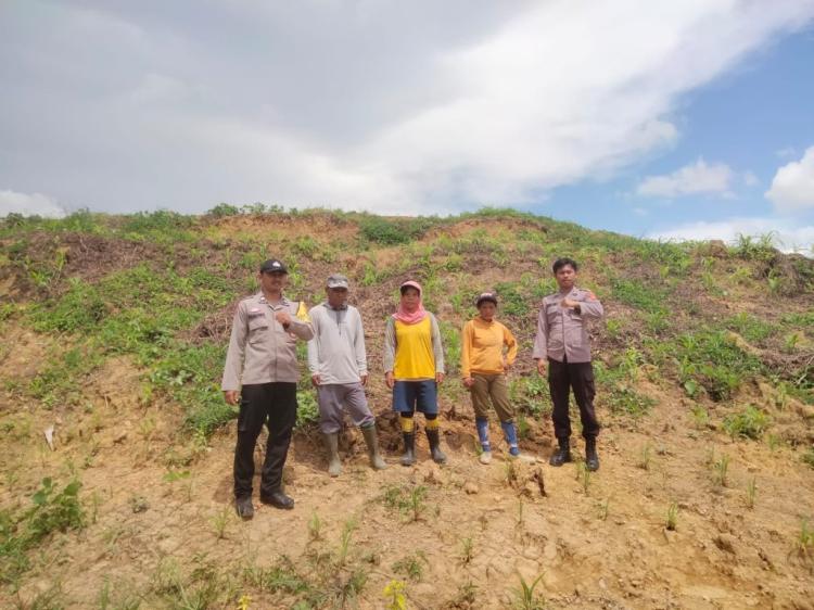 Tanaman Jagung Tumpang Sari Lahan Sawit di Kutai Timur Terus Dimonitor