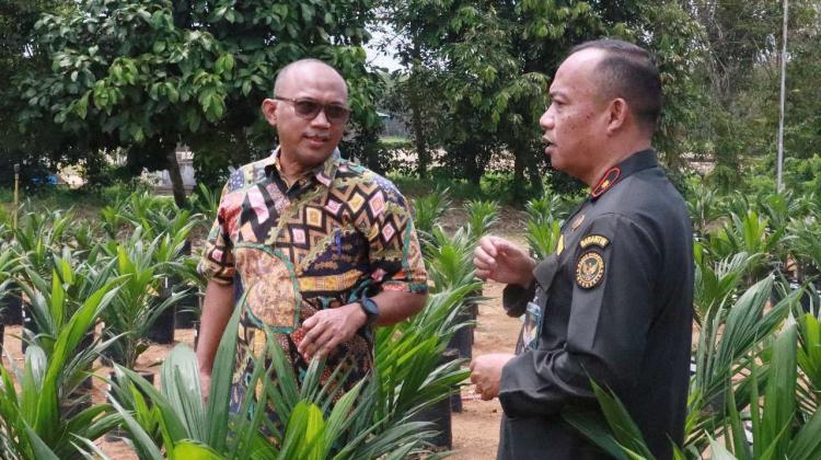Ribuan Bibit Sawit Impor dari Papua Nugini Dipastikan Bebas OPTK