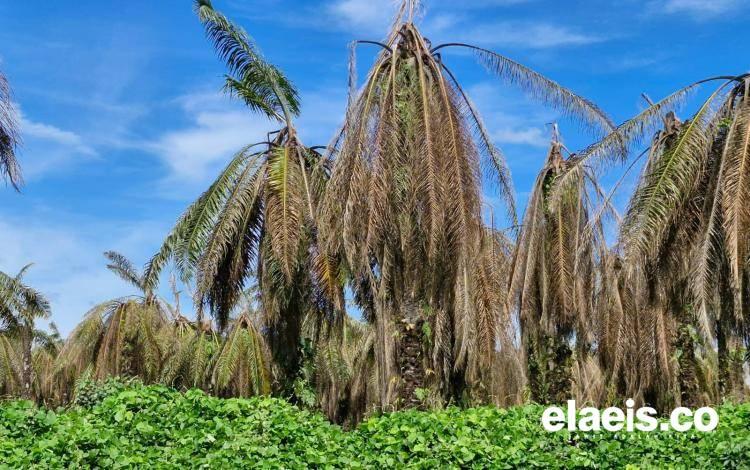 Menghadang Ancaman Ganoderma di Perkebunan Sawit