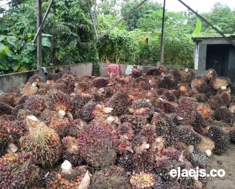 Merangkak Naik, Harga Kelapa Sawit di Sumbar Rp3.667,68/kg